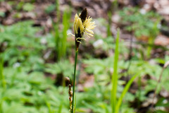 Carex hirta