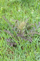 Cirsium horridulum