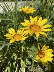 Gazania