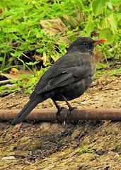 Turdus merula