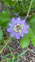 Passiflora