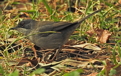 Curruca melanocephala