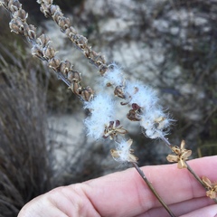 Eriospermum lanceifolium