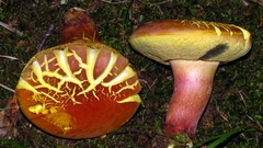 Lanmaoa pallidorosea