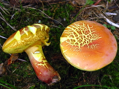 Lanmaoa pallidorosea