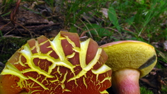 Lanmaoa pallidorosea