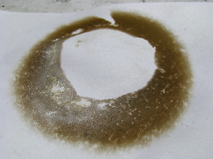 Lanmaoa pallidorosea