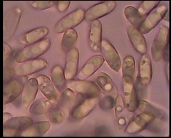 Lanmaoa pallidorosea