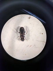 Notiophilus semiopacus