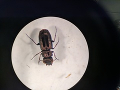 Notiophilus semiopacus