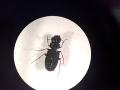 Notiophilus semiopacus