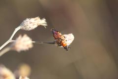Ripiphoridae