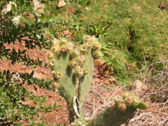 Opuntia atropes