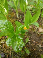 Melampsora rostrupii