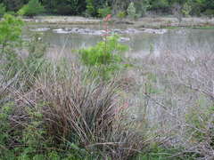 Hesperaloe parviflora