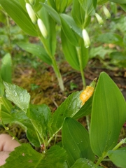 Melampsora rostrupii