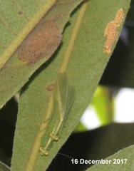 Negromantis gracillima