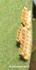 Negromantis gracillima