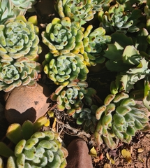 Echeveria pulvinata