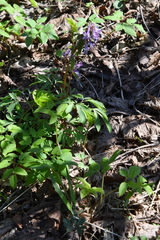 Corydalis solida