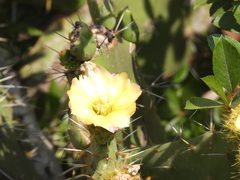 Opuntia atropes