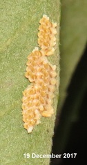 Negromantis gracillima