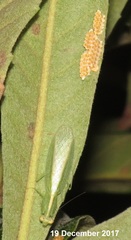 Negromantis gracillima