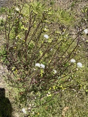 Senecio vulgaris