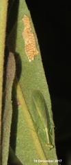Negromantis gracillima