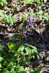 Corydalis solida