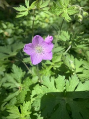 Geranium maculatum