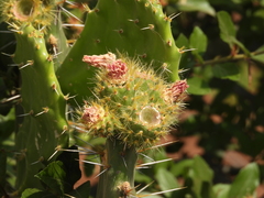 Opuntia atropes