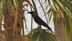 Corvus splendens