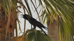 Corvus splendens