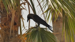 Corvus splendens