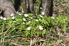 Anemonoides nemorosa