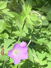 Geranium maculatum