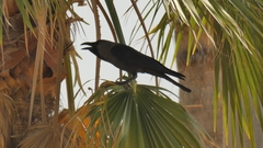 Corvus splendens