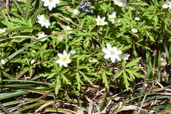 Anemonoides nemorosa