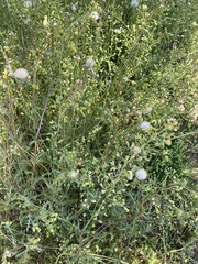 Senecio vulgaris