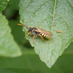 Nomada goodeniana