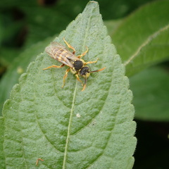 Nomada goodeniana