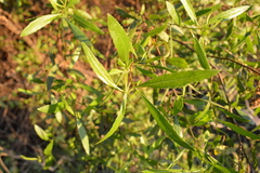Tessaria dodonaeifolia