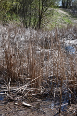 Typha angustifolia