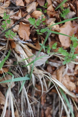 Calamagrostis varia