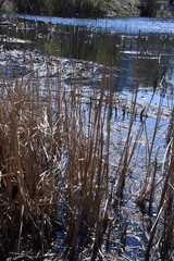 Typha angustifolia