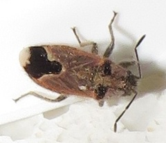 Melanotelus villosulus