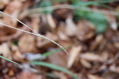 Calamagrostis varia