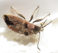 Melanotelus villosulus