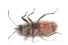 Melanotelus villosulus